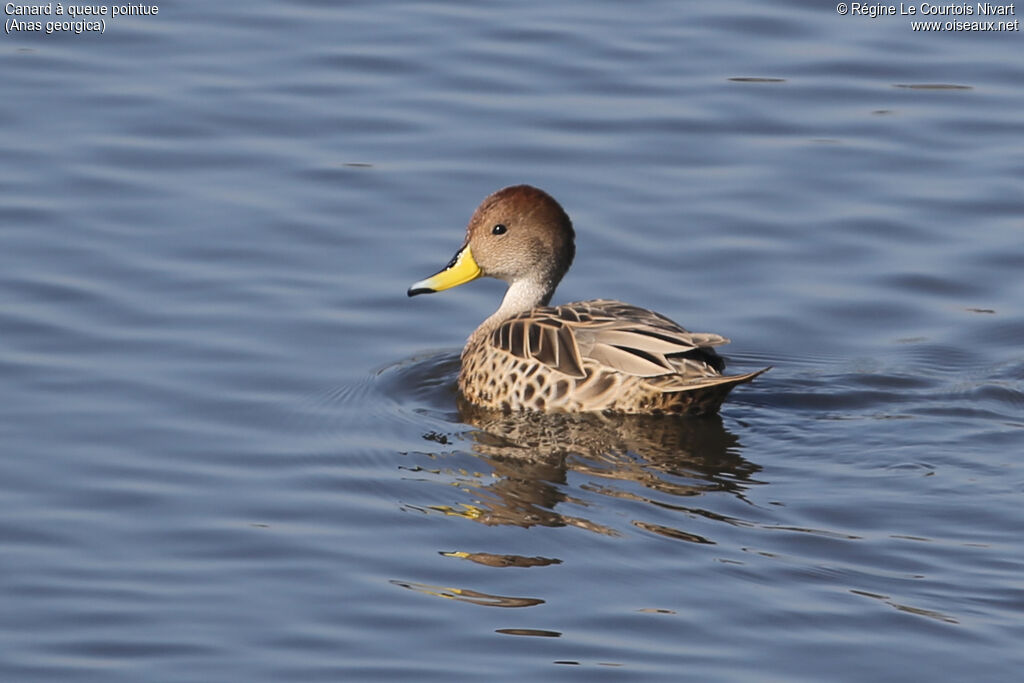 Yellow-billed Pintail