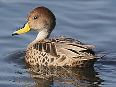 Yellow-billed Pintail