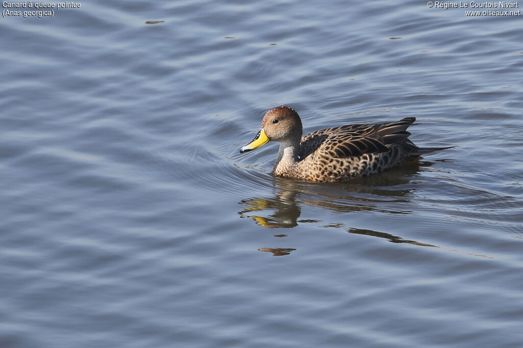 Yellow-billed Pintail