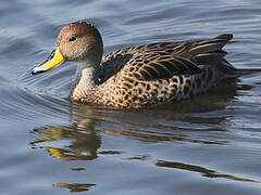 Yellow-billed Pintail