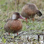 Canard amazonette