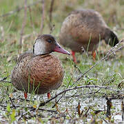 Canard amazonette