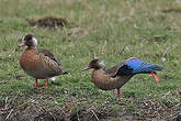 Canard amazonette