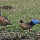 Canard amazonette