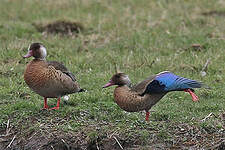 Canard amazonette