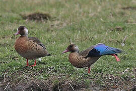 Brazilian Teal