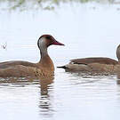 Canard amazonette