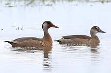 Canard amazonette