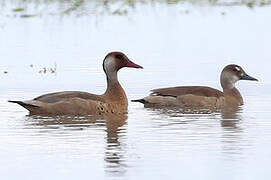 Brazilian Teal