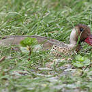 Canard amazonette