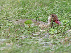 Canard amazonette