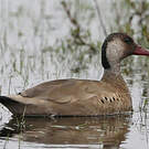 Canard amazonette