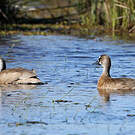 Canard amazonette