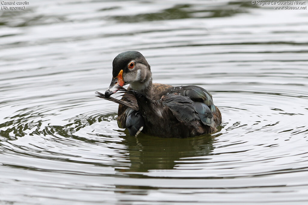 Canard carolin