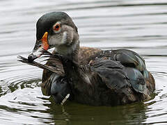 Wood Duck