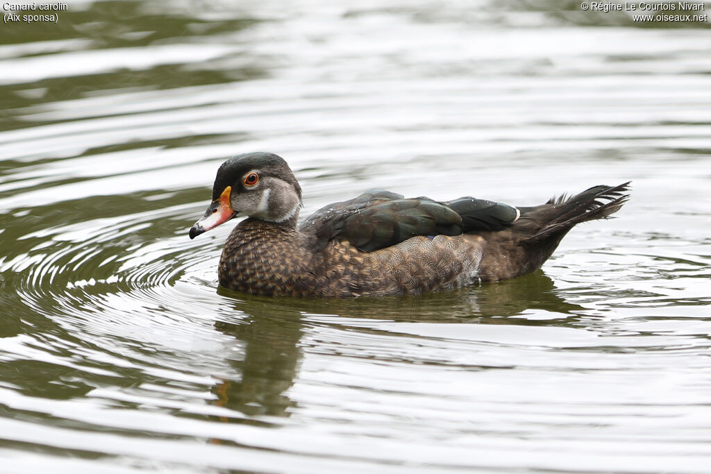 Canard carolin mâle