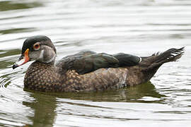 Wood Duck