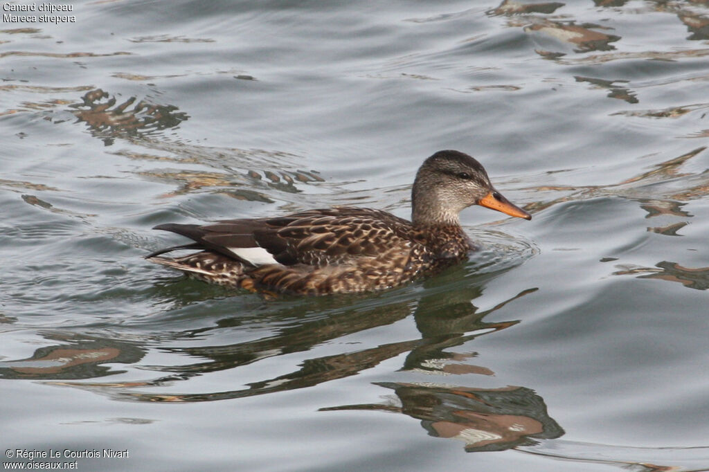 Canard chipeau femelle