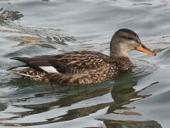 Gadwall