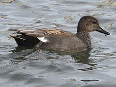 Gadwall