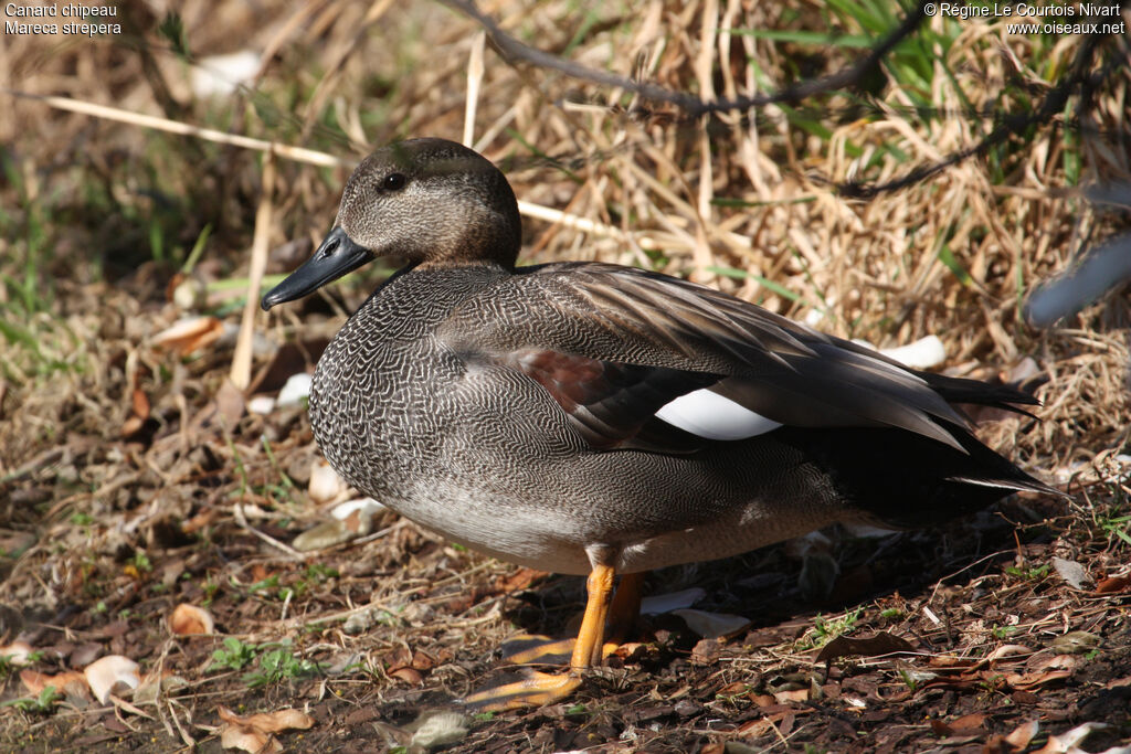 Canard chipeau