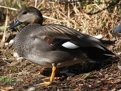 Canard chipeau