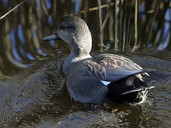 Gadwall