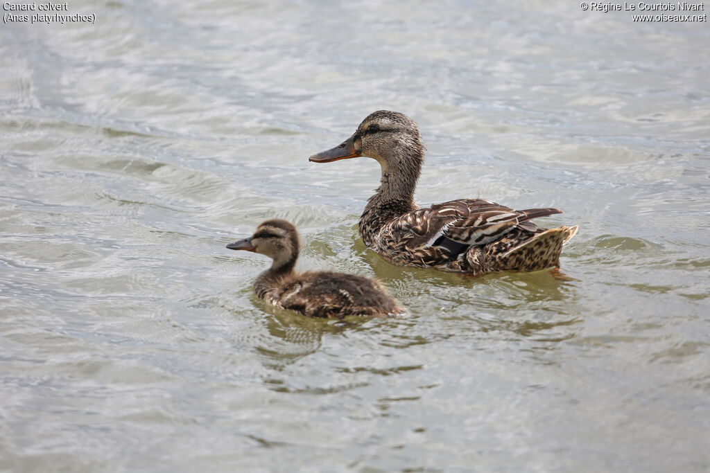 Canard colvert