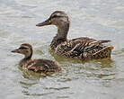 Canard colvert