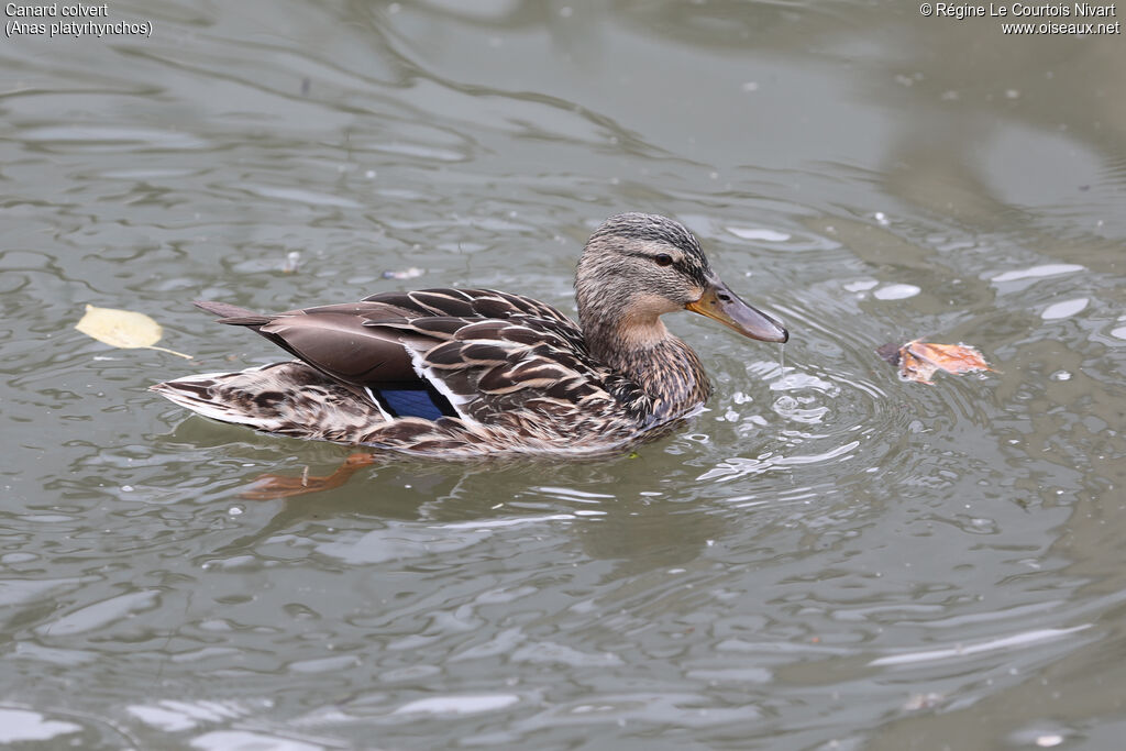 Canard colvert femelle