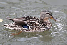 Canard colvert