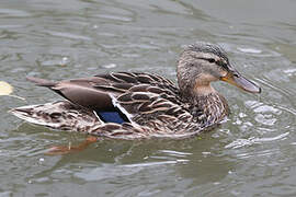 Mallard