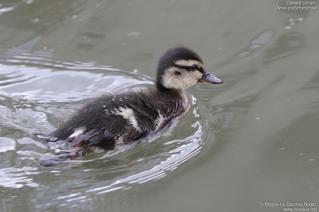 Canard colvert