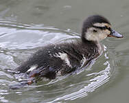 Canard colvert