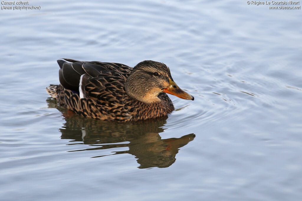 Canard colvert