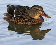 Canard colvert