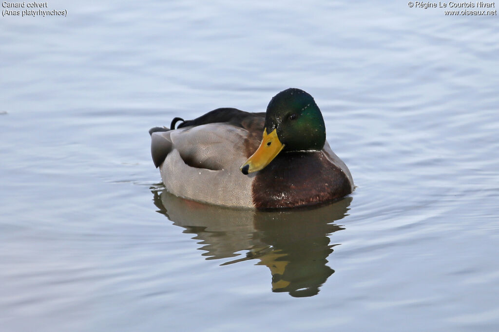 Canard colvert