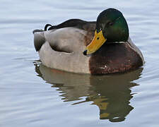 Canard colvert