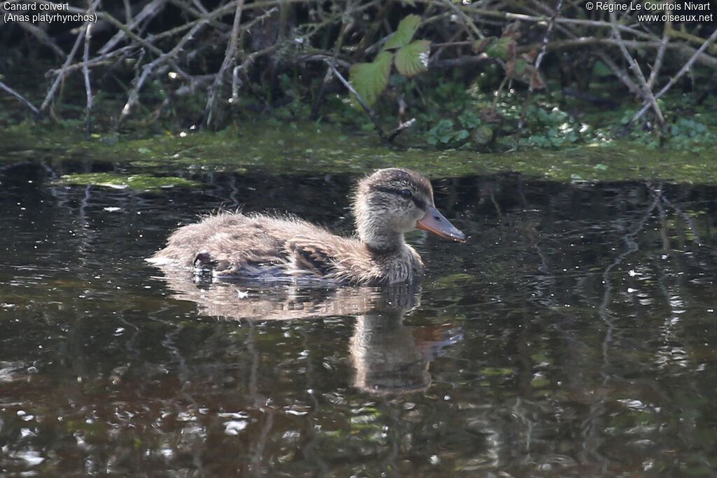 Canard colvert juvénile