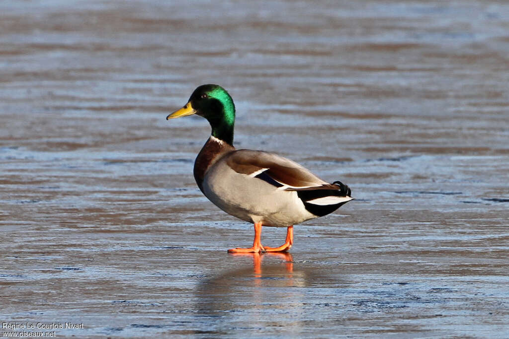 Mallard male adult, identification