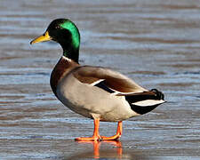 Canard colvert