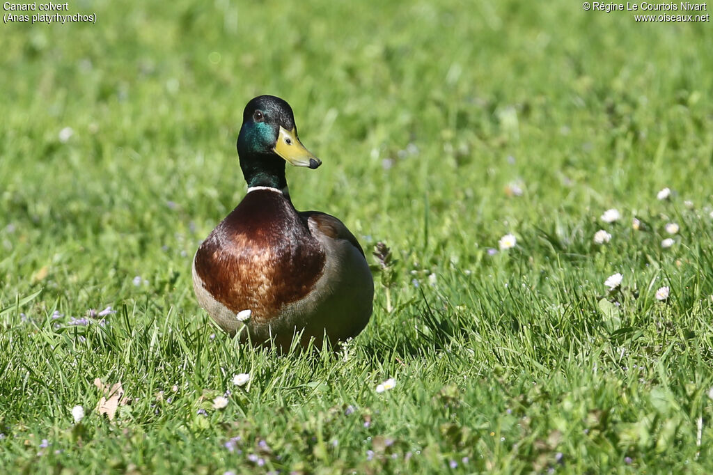 Mallard