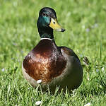 Canard colvert