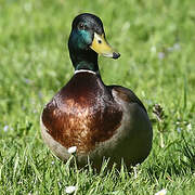 Canard colvert