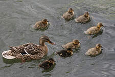 Canard colvert