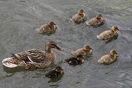 Canard colvert