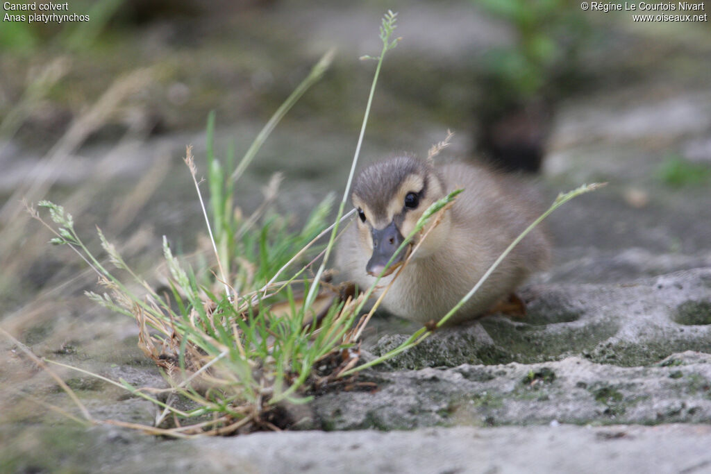 Canard colvert