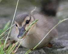 Canard colvert