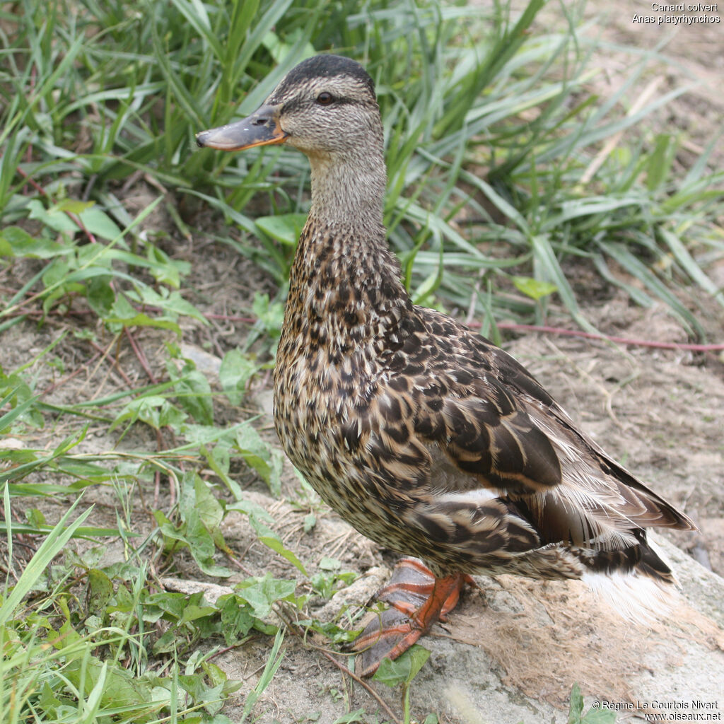 Canard colvert femelle