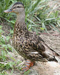 Canard colvert